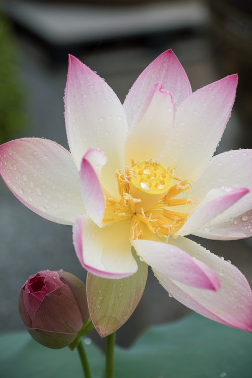仏教の理想を表す蓮の花 見頃を迎え大聖堂庭園で観蓮会 佼成新聞デジタル Part 2