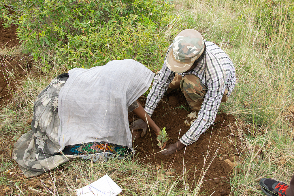 一食運動の浄財がエチオピアで 植林は地域の暮らしを支える原動力 佼成新聞デジタル