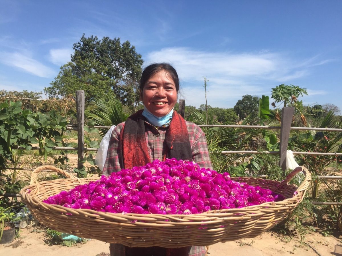 カンボジアの女性たちが育てたハーブがハーブティーに ｊｖｃと一食平和基金の取り組みから 佼成新聞デジタル